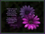 trust-in-the-lord-proverbs-3-5-6.jpg