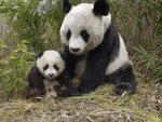 giant-panda-mother-and-cub-molong-nature-reserve-china-picturesjpg.jpg