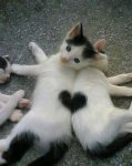 nice-cats-heart.jpg