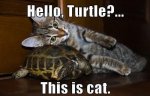 funny-hello-turtle-this-is-cat-leaning-shell-pics.jpg