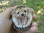 cute-hedgehog.jpg