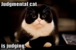 judgemental-cat-isjudging-lolcat.jpg