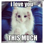 cute_kitten_loves_you_this_much.jpg