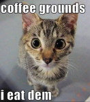 cat-drinking-eating-coffee-grounds.png