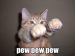 funny_boxing_cat_memes_grumpy_cat.jpg
