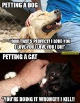 dogs_vs_cats_21.jpg