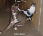cats-rule.jpg