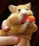 hamster-eats-carrot-1.jpg