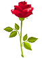 red_rose.png
