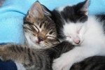 25-different-kinds-of-kitten-hugs-1-20577-1348859512-13_big.jpg