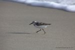 sandpiper-bird-sanderling-running-from-wave-on-beach.jpg