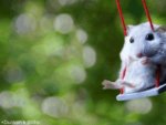 just_a_cute_mouse_amazing_animated_images_and_cinemagraphs.jpg