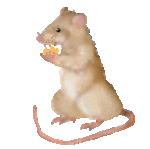 mouse4.gif