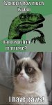 raptor vs grumpy cat.jpg