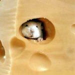 mouse_in_cheese.jpg