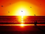 flying-birds-beach-sunset.jpg