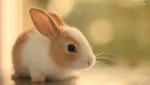cute-bunny_85405.jpg