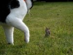 death-walk-behind-you-cat-mouse-scare-brave-black-white-field-hungry-play-eat-sneak-grass-oh-no.jpg
