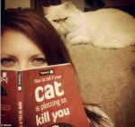 cat plotting to kill you.jpg