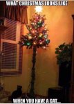 Cat Christmas Tree.jpg