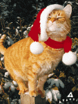 Christmas Cat funny pictures (315).gif