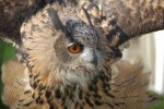 York - Eagle Owl 2.jpg