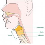 larynx.jpg