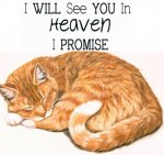 Cat Promise 1.jpg