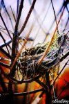 Mossy Nest.jpg