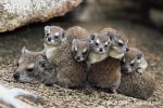 Female-and-young-rock-hyrax-huddling-to-conserve-body-heat.jpg