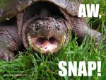 Snapping Turtle.jpg