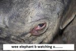 baby-elephant-cries-001.jpg