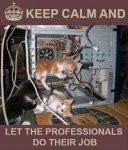 Kitten Computer Professionals.jpg