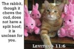 Leviticus 11v6.jpg