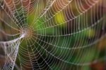 intricate spiderweb.jpg