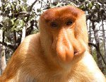 proboscis-monkey-nose.jpg