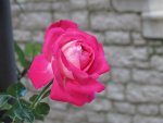 vibrant pink rose.jpg