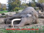 Sleeping_asian_elephant.jpg