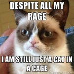 grumpy_cat_rage.jpg