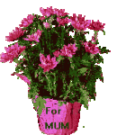 Moving-animated-picture-of-Mothers-Day-flowers-in-pot.gif
