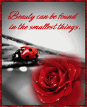 Beauty Can Be Found.gif