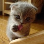 _cute_kitten.jpg