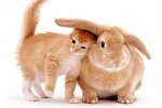 01_brown-kitten-and-bunny.jpg