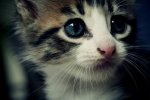 -3-cute-kittens-19568968-500-333.jpg