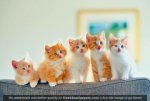 5-cute-kittens.jpg