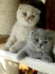17-Cutest-Kittens-Ever-Photographed-In-The-World-10.jpg