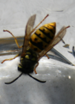 wasp.PNG