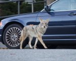 27771-coyote-and-car.jpg