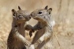 animals-kissing-pictures-19.jpg