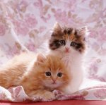 08474-Cute-kittens-with-fringed-cover.jpg